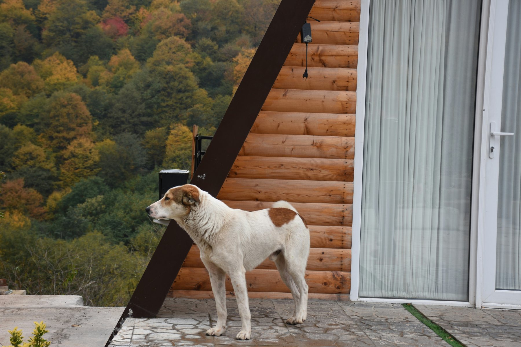 Dog outside a cabin surrounded by autumn woodland